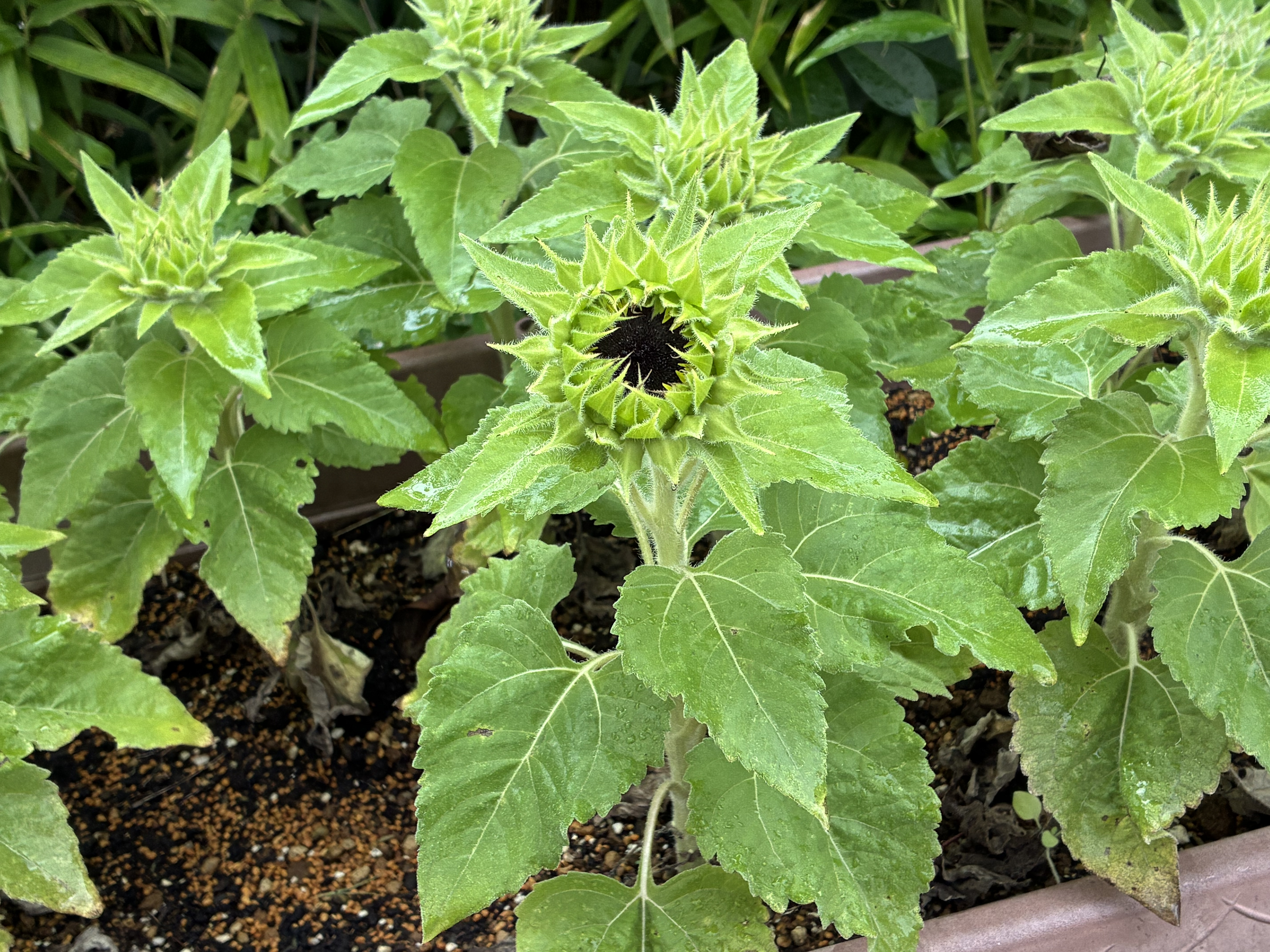 花の蕾