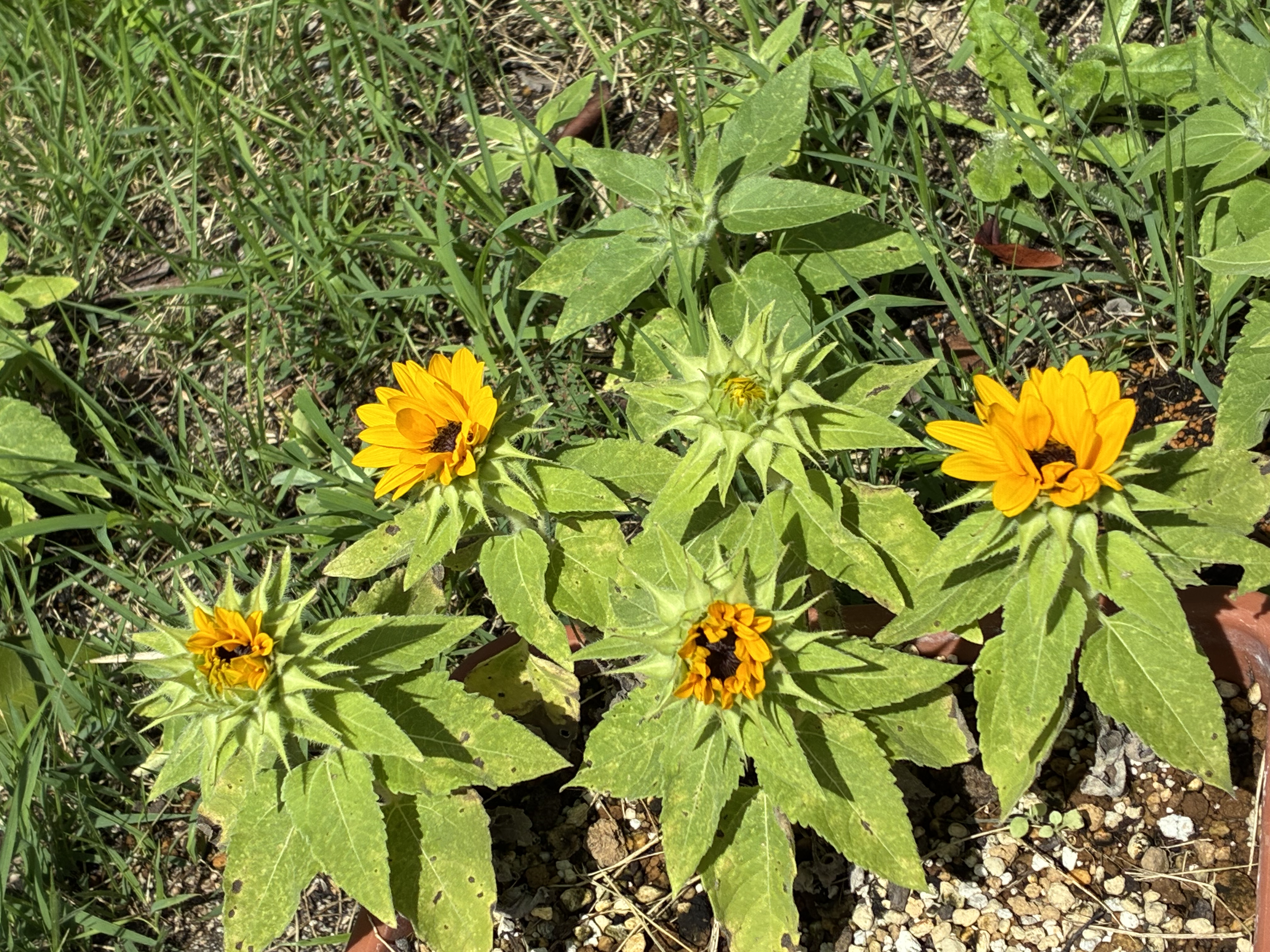 開花