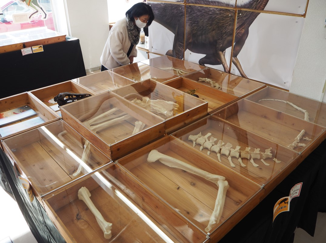恐竜から鳥への進化の道をたどろう！　企画展スタート　来年3月までアスエコで