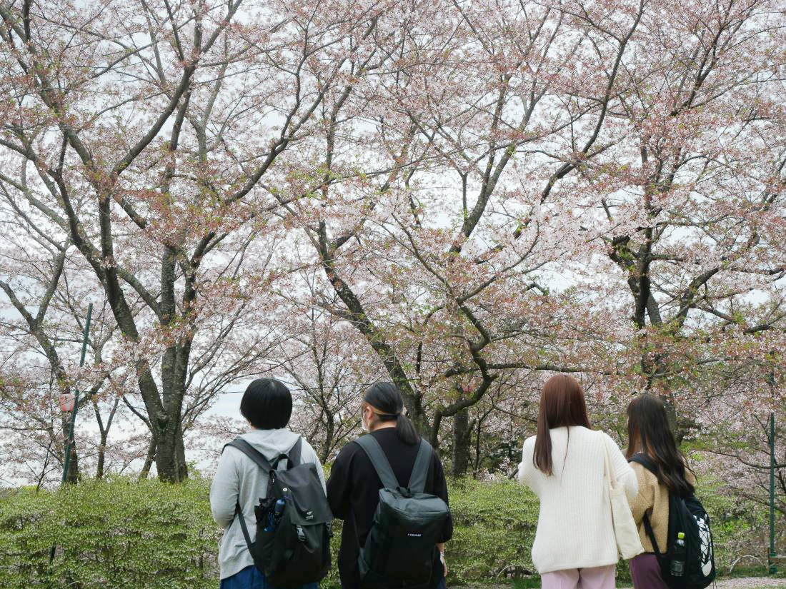 新入生の笑顔も満開／半田山植物園散策