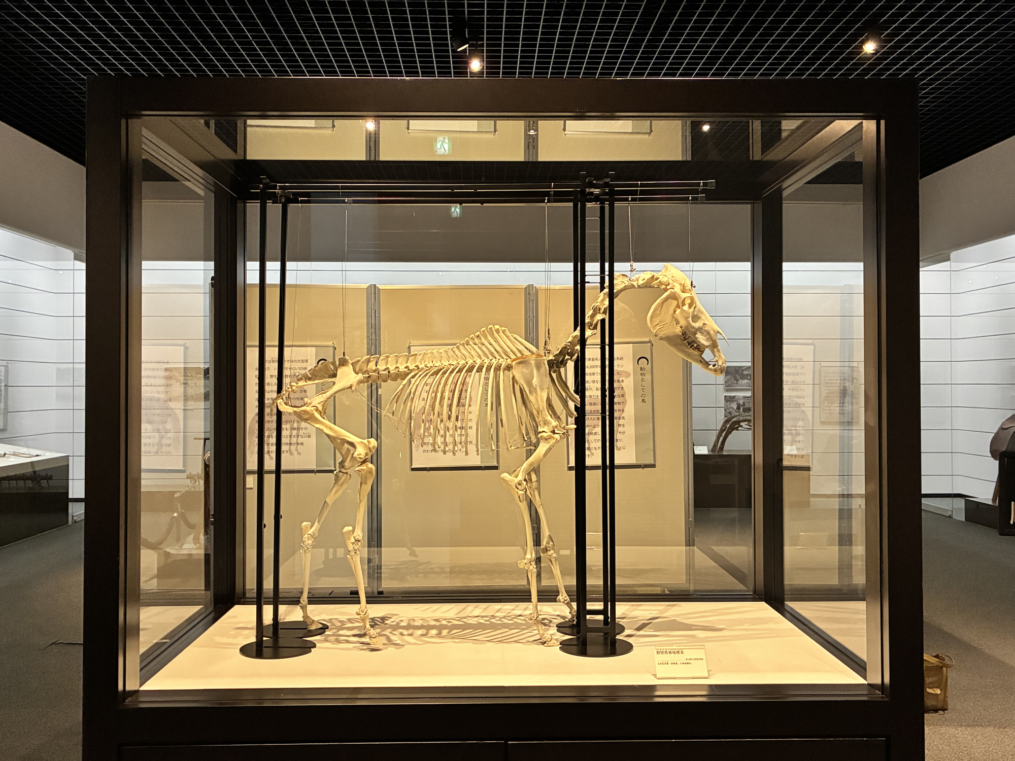 【獣医学部】愛媛県歴史文化博物館にて展示協力中！