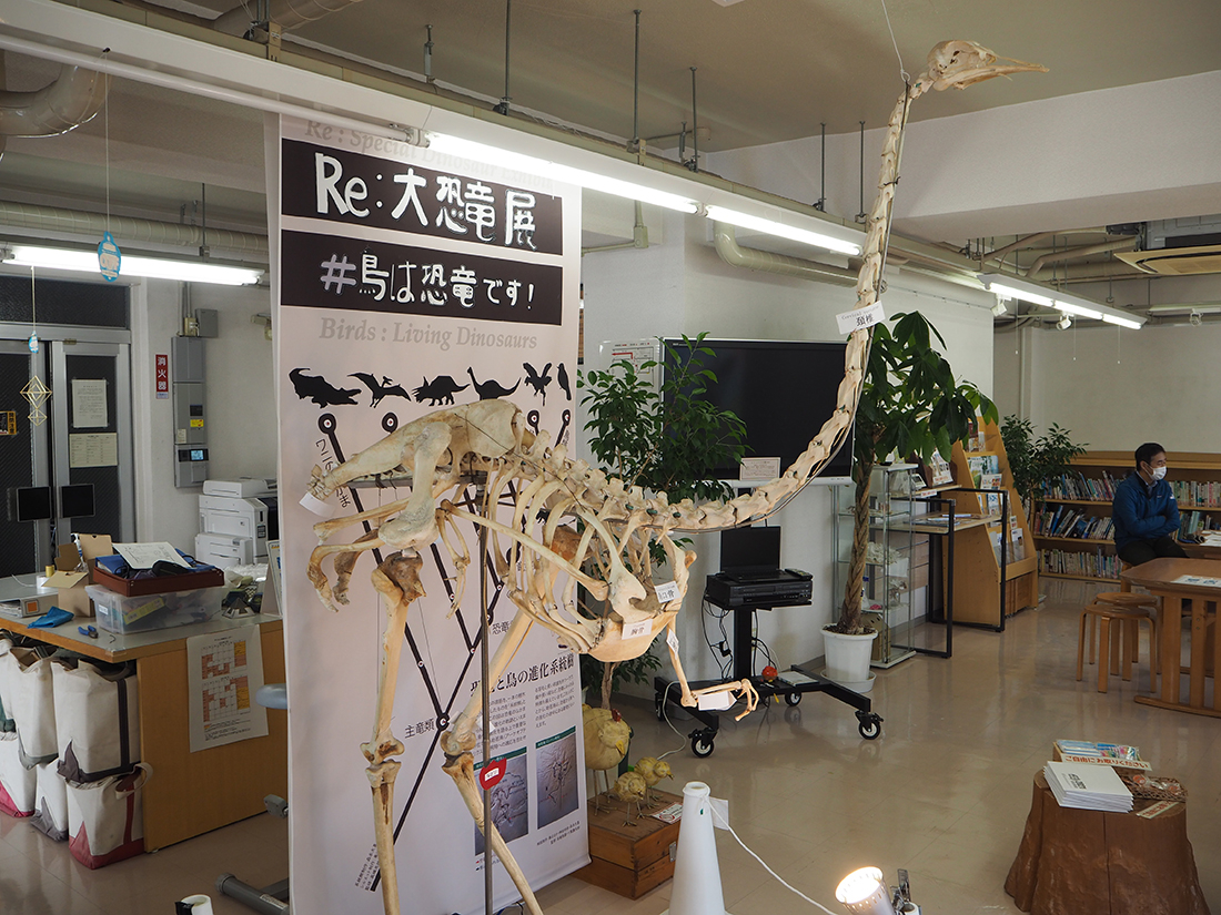 恐竜から鳥への進化の道をたどろう！　企画展スタート　来年3月までアスエコで