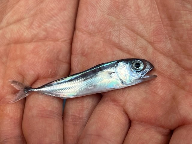 近大さん、ありがとう! 大切に育てます、陸上で