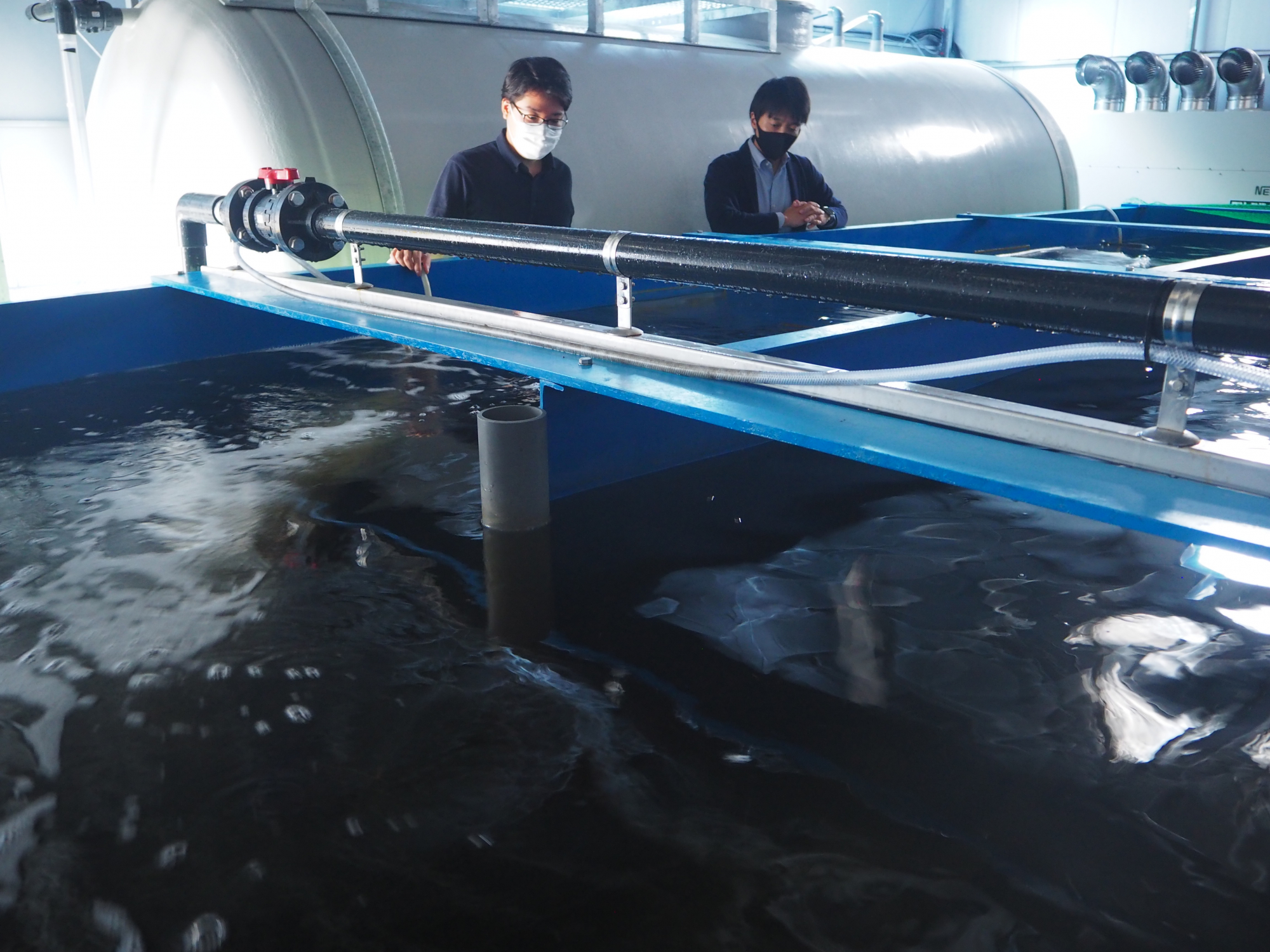 福島で陸上養殖のベニザケ 順調に成長/今冬に初出荷の予定