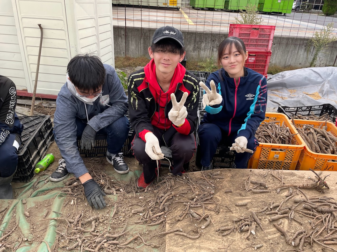 学生が農業体験/井原市との共同事業