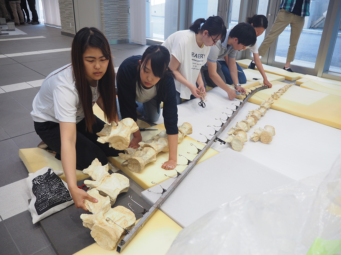 タルボサウルス引っ越し　7月13日から「世界大恐竜展」で展示