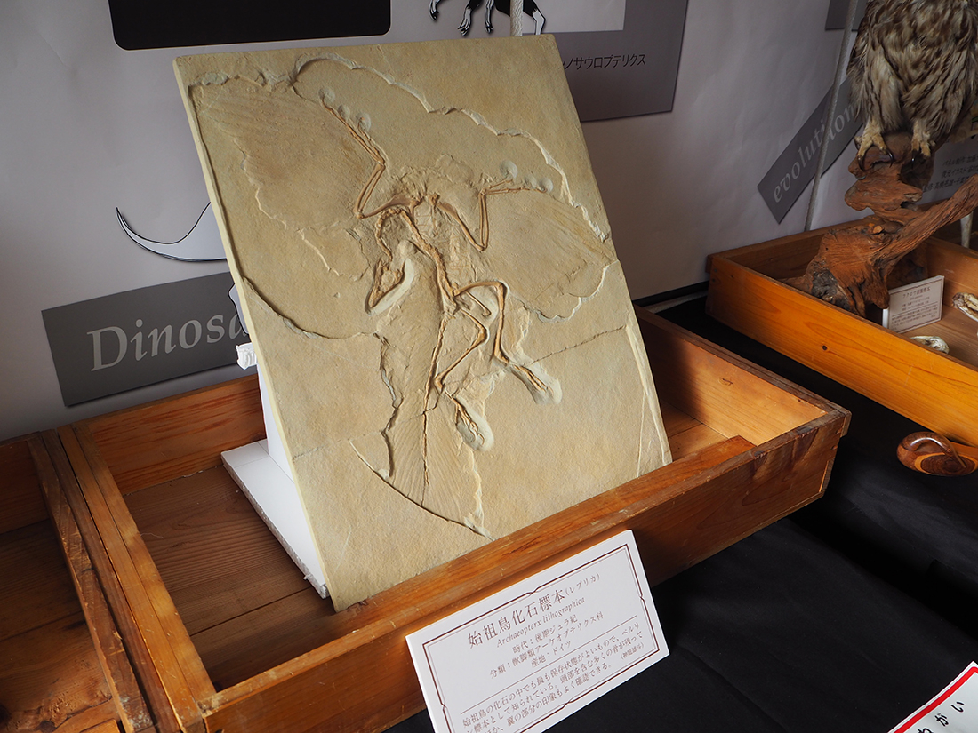 恐竜から鳥への進化の道をたどろう！　企画展スタート　来年3月までアスエコで