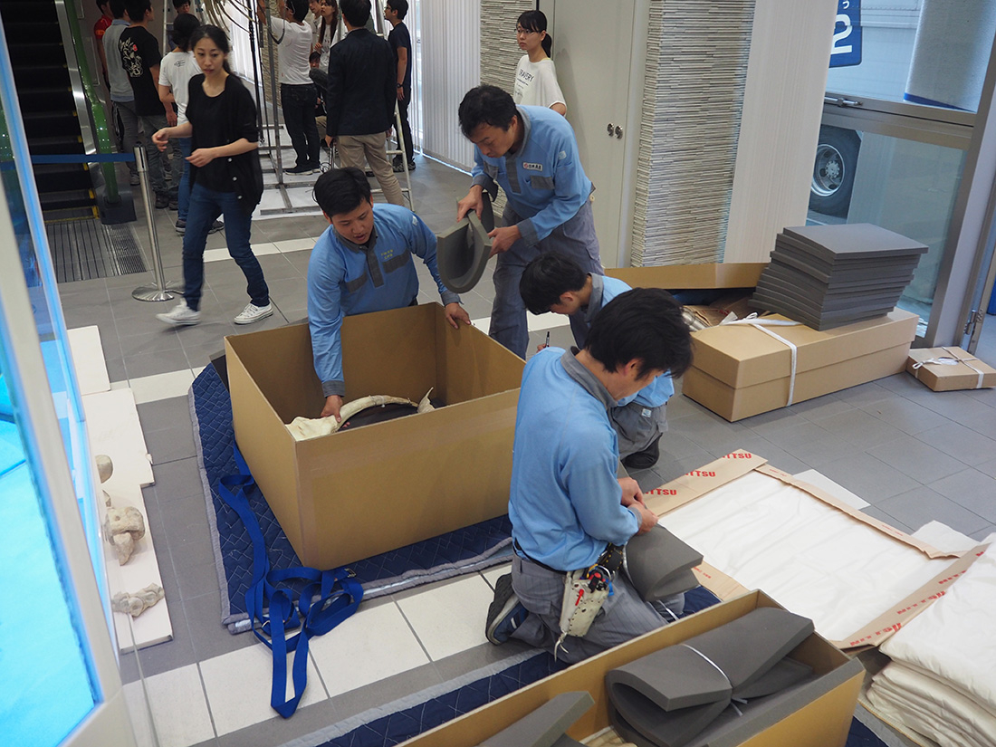 タルボサウルス引っ越し　7月13日から「世界大恐竜展」で展示