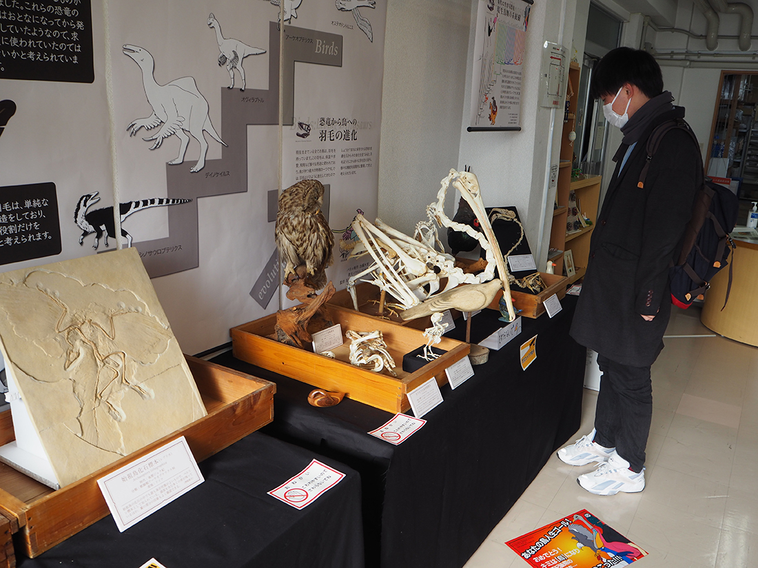恐竜から鳥への進化の道をたどろう！　企画展スタート　来年3月までアスエコで