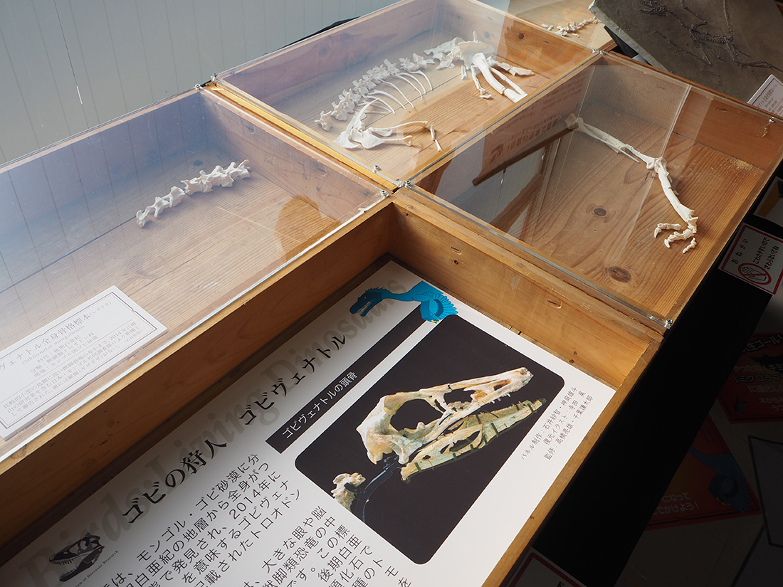 恐竜から鳥への進化の道をたどろう！　企画展スタート　来年3月までアスエコで