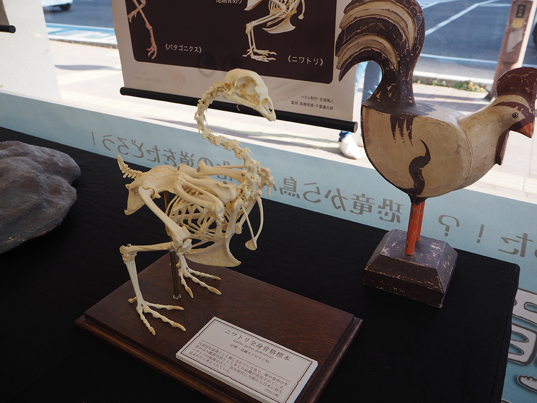 恐竜から鳥への進化の道をたどろう！　企画展スタート　来年3月までアスエコで