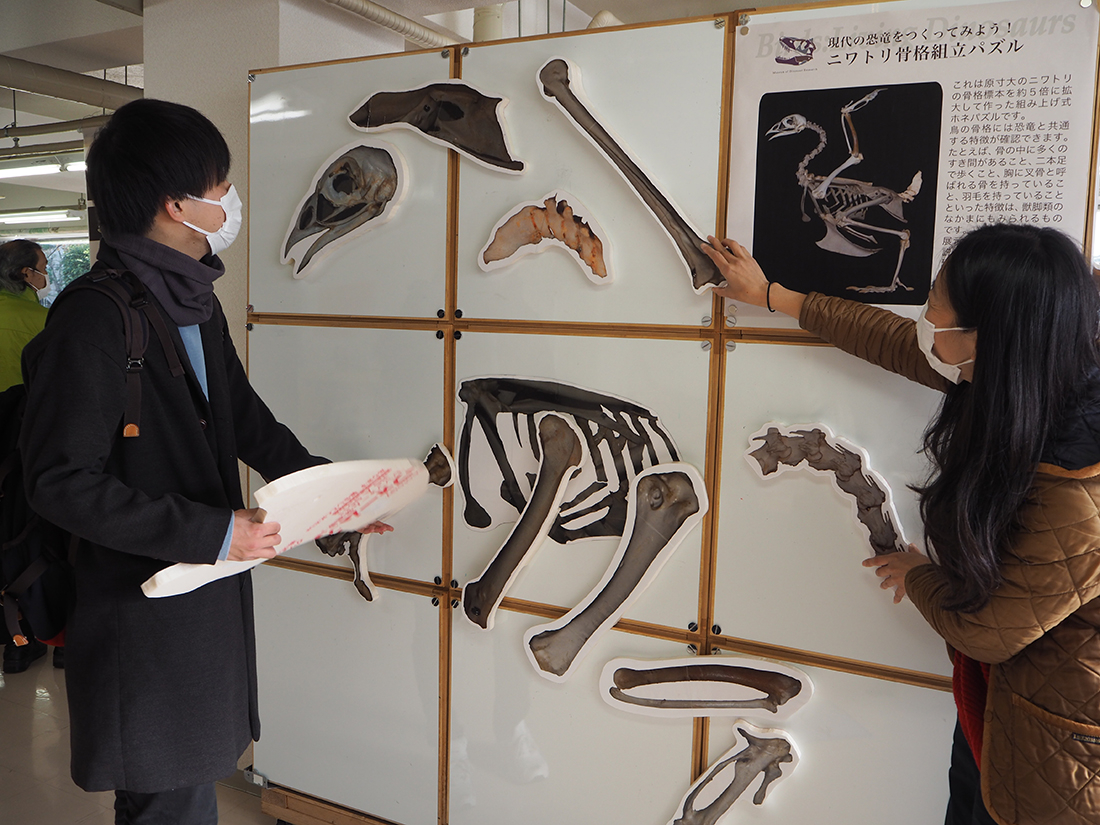 恐竜から鳥への進化の道をたどろう！　企画展スタート　来年3月までアスエコで