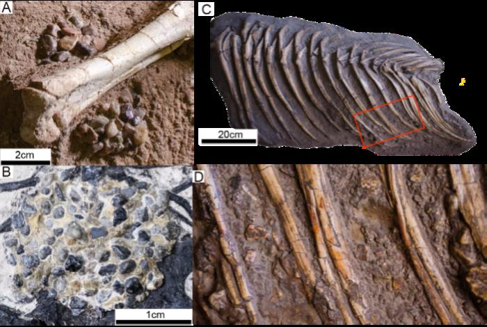 New hypothesis sheds light on the evolution of dinosaur digestive systems