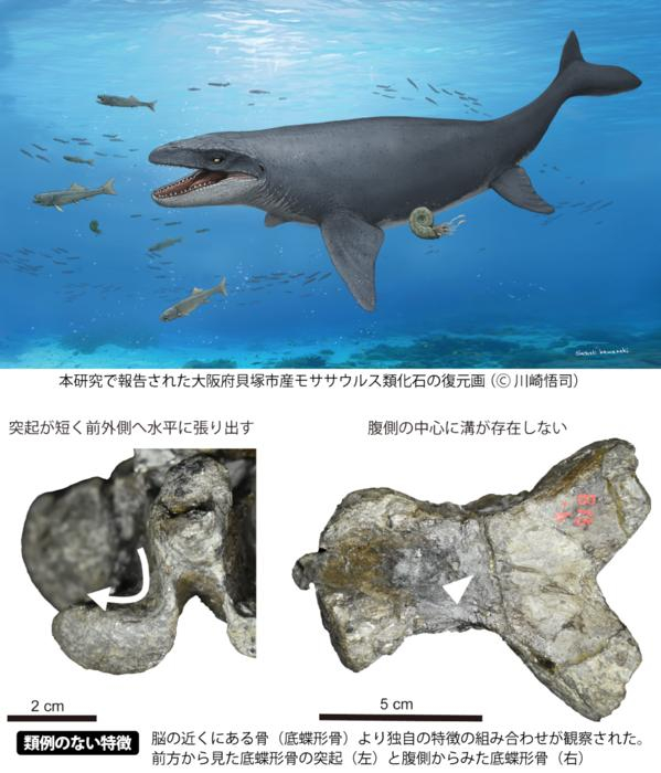 First identification of a Mosasaur Premaxilla in Japan